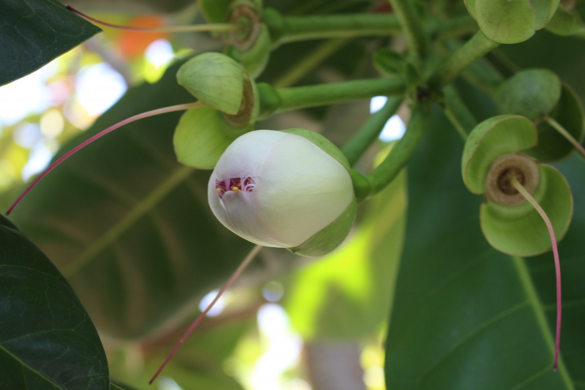 Barringtonia asiatica (L.) Kurz